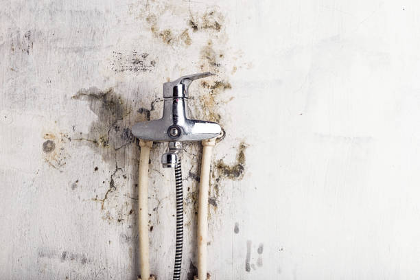 Best Professional Mold Removal  in Robesonia, PA