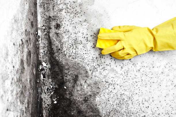 Best Certified Mold Removal  in Robesonia, PA