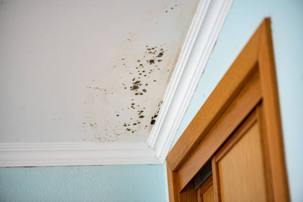Mold Removal and Inspection in Robesonia, PA