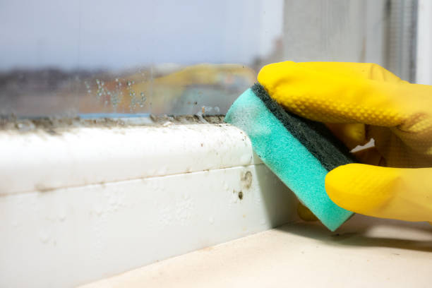 Best Black Mold Removal  in Robesonia, PA
