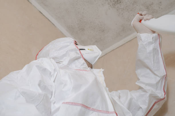 Best Attic Mold Removal  in Robesonia, PA