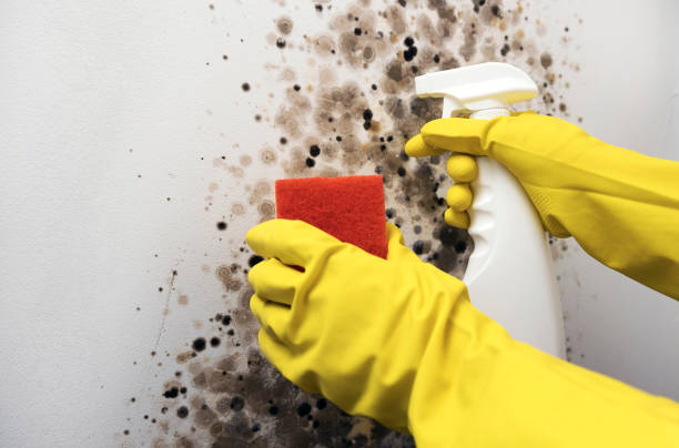 Home Mold Removal in Robesonia, PA