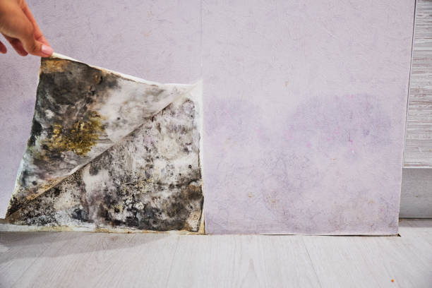 Trusted Robesonia, PA Mold Removal Experts